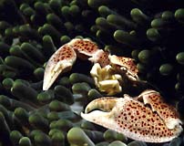 Hartenberger Unterwassertechnische Ger&auml;te GmbH - The specialist for underwater lights