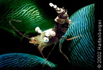 © 2002 Hartenberger Unterwassertechnische Geräte GmbH